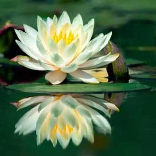 White Lotus Absolute (Nelumbo nucifera): India
