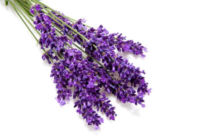 Lavender, Fine Population (Lavendula augustifolia): wild harvest - France