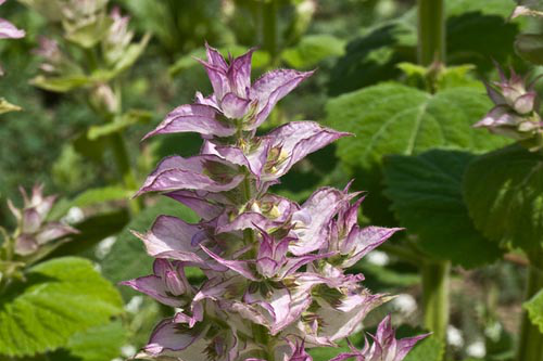 Clary Sage (Salvia sclarea): organic - Bulgaria/Russia