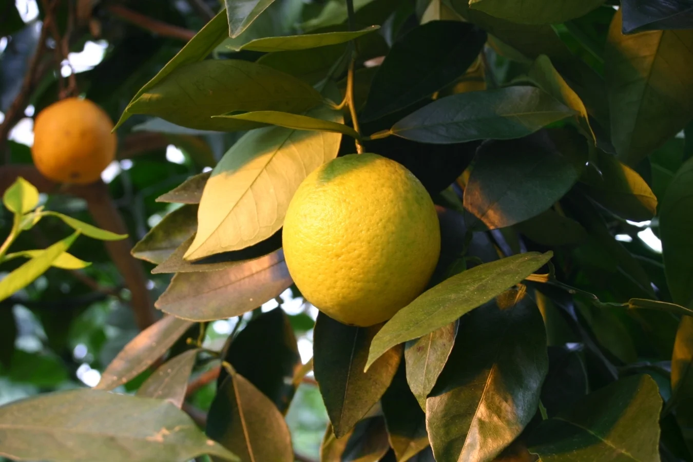 Orange, Sweet and Wild (Citrus sinensis): organic - USA, Brazil, Dominican Republic