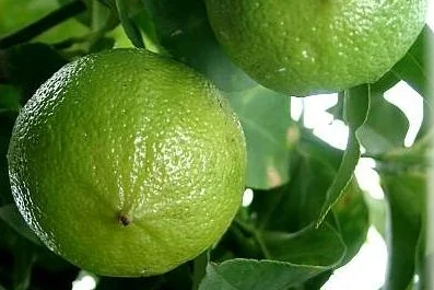 Bergamot (Citrus aurantium var. bergamia): Italy *