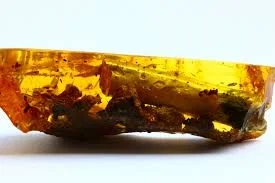 Amber Essence (fossilized conifer resin with added essential oils)