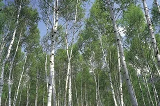 Birch Tar, Rectified (Betula pendula Roth): Europe
