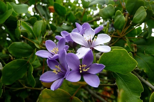 Guaiacwood (Bulnesia sarmientoi): wild harvest - Paraguay