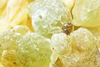 Choya Loban (Destructive Distillation of Boswellia Serrata): wild harvest - India