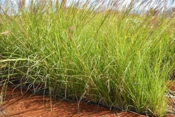 Vetiver (Vetiveria ziazaniodes): organic - Sri Lanka