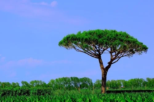 Maritime Pine (Pinus pinaster): wild harvest - Hungary