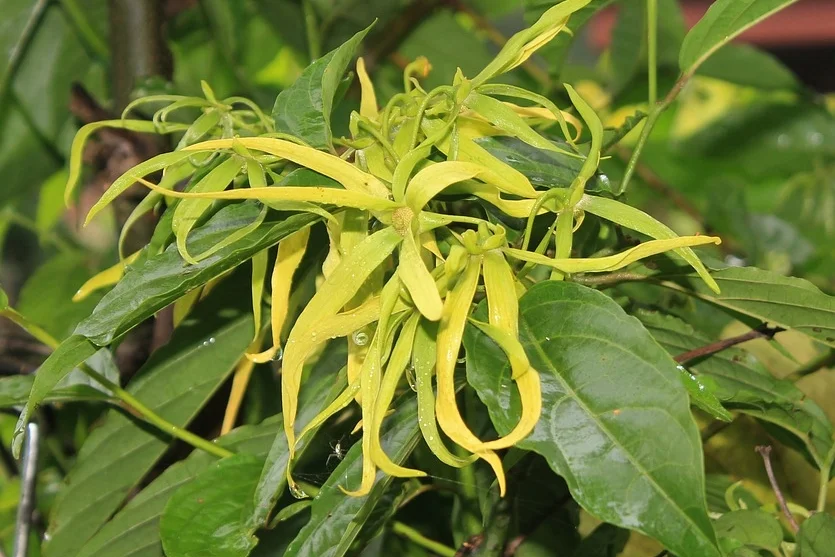 Ylang Ylang Extra (Cananga odorata): organic - Madagascar/Comoros