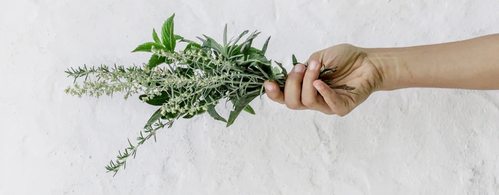Plants.001.jpeg