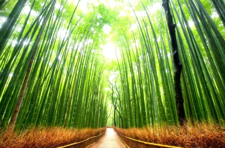 bamboo_forest__kyoto_by_kaboose_18-d36orfg.jpg