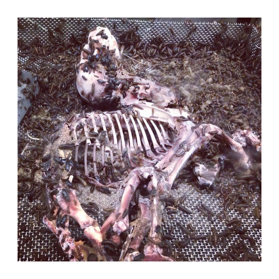 Decay