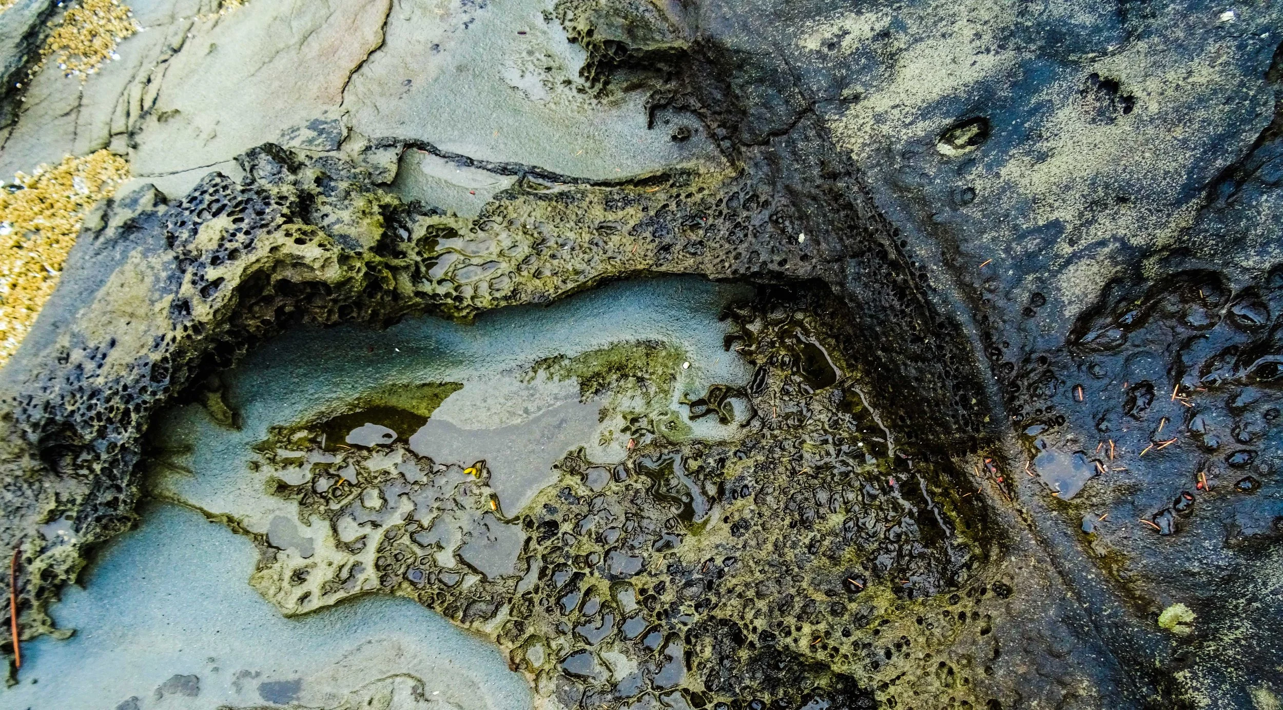 tidepool.jpg