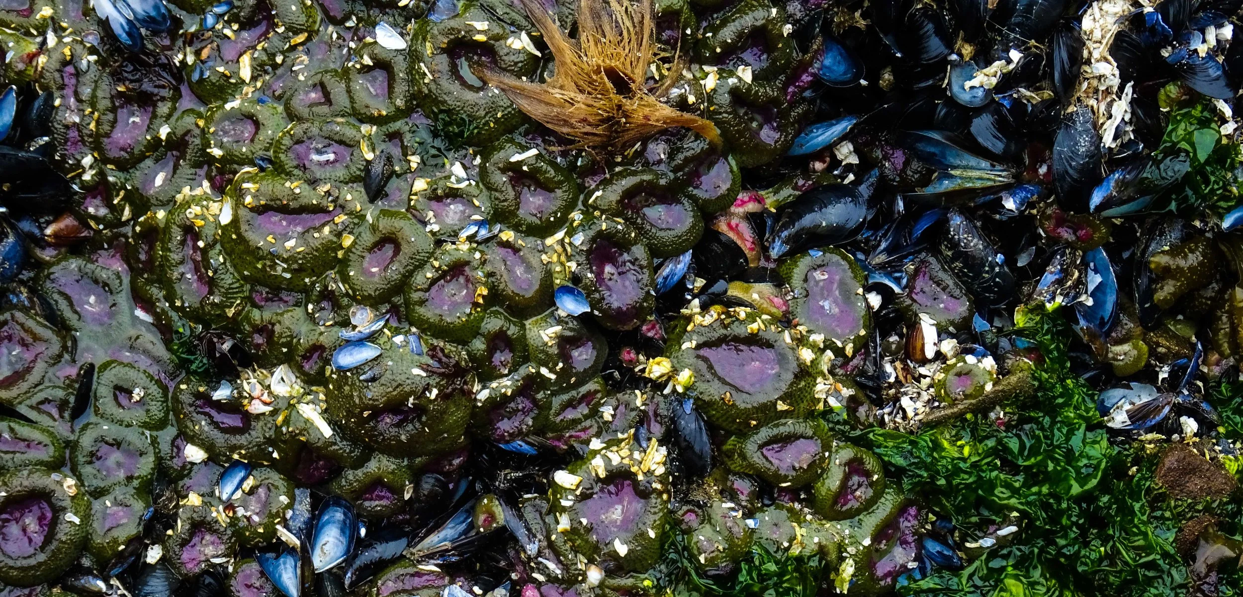tidepool2.jpg