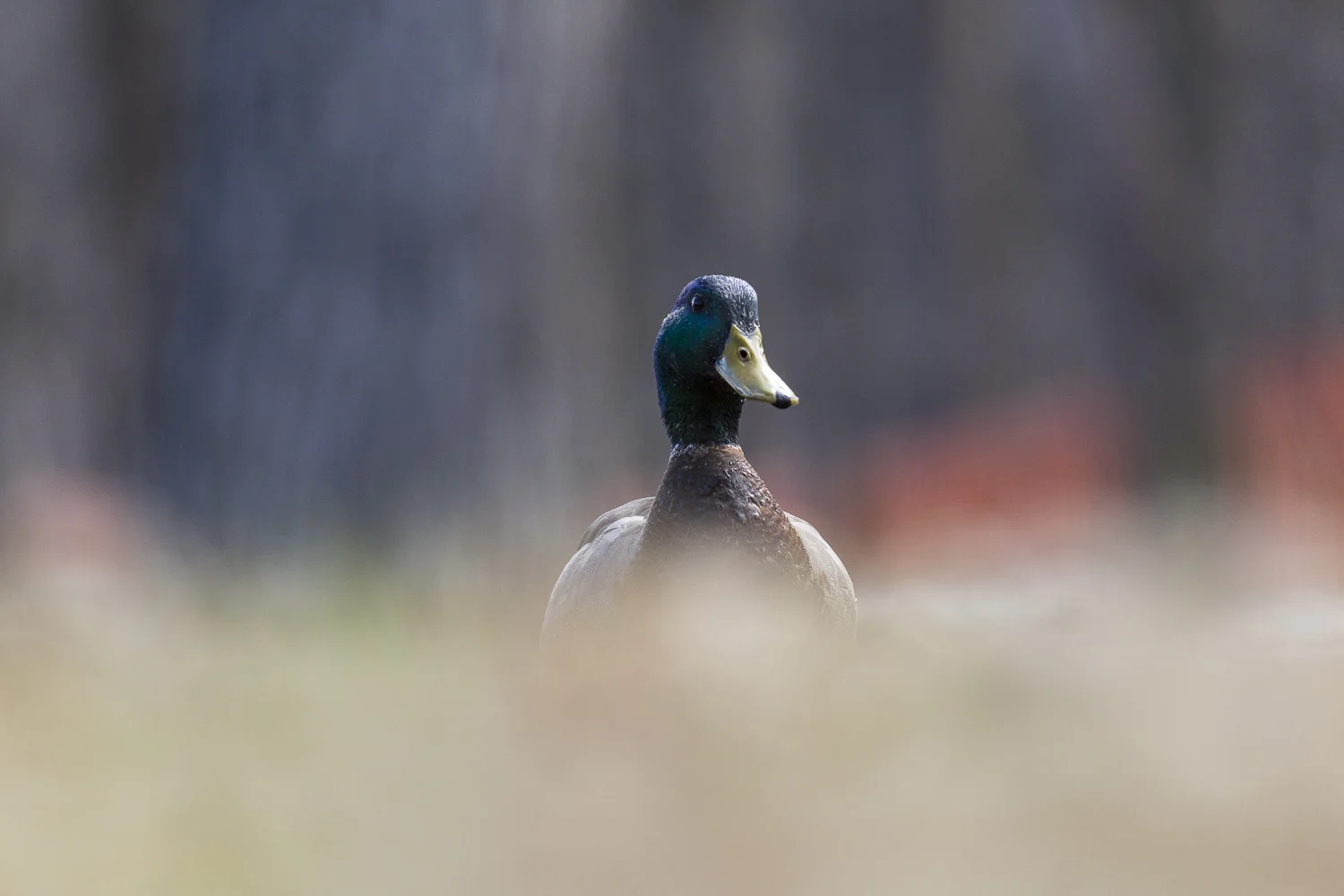 Canard-1088.jpg