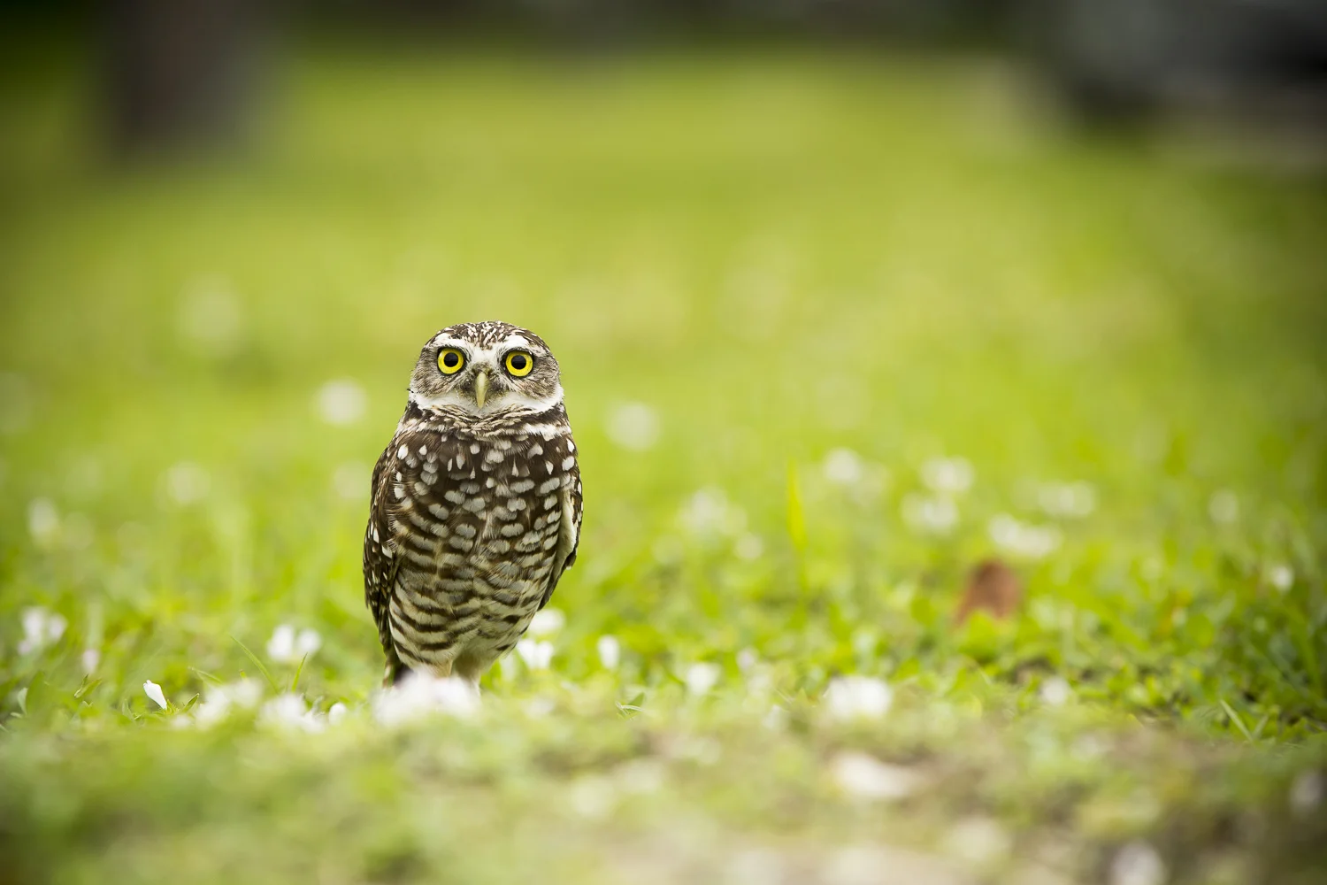 Hibou-5863.jpg