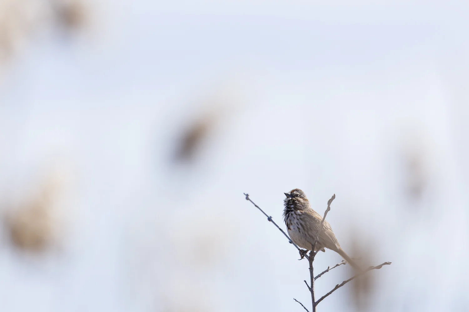 Moineau-1134.jpg