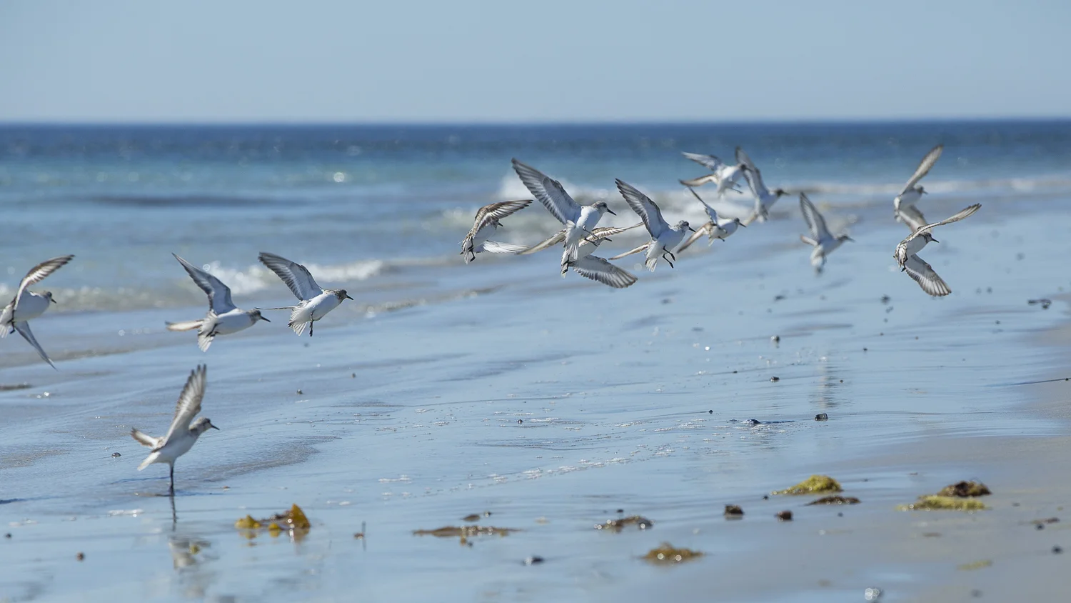 Oiseaux-1653.jpg