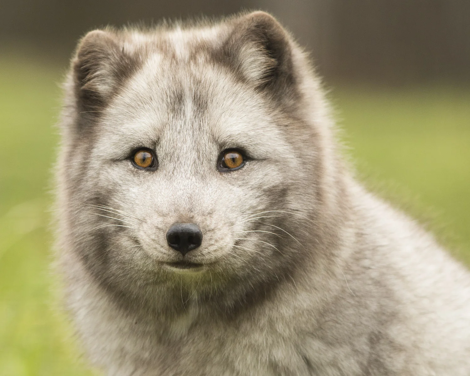Renard Artique-5681.jpg