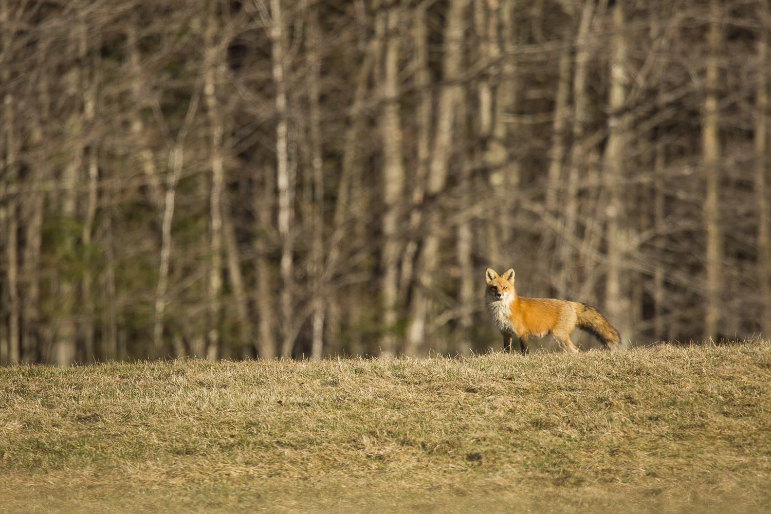 Renard-1505.jpg