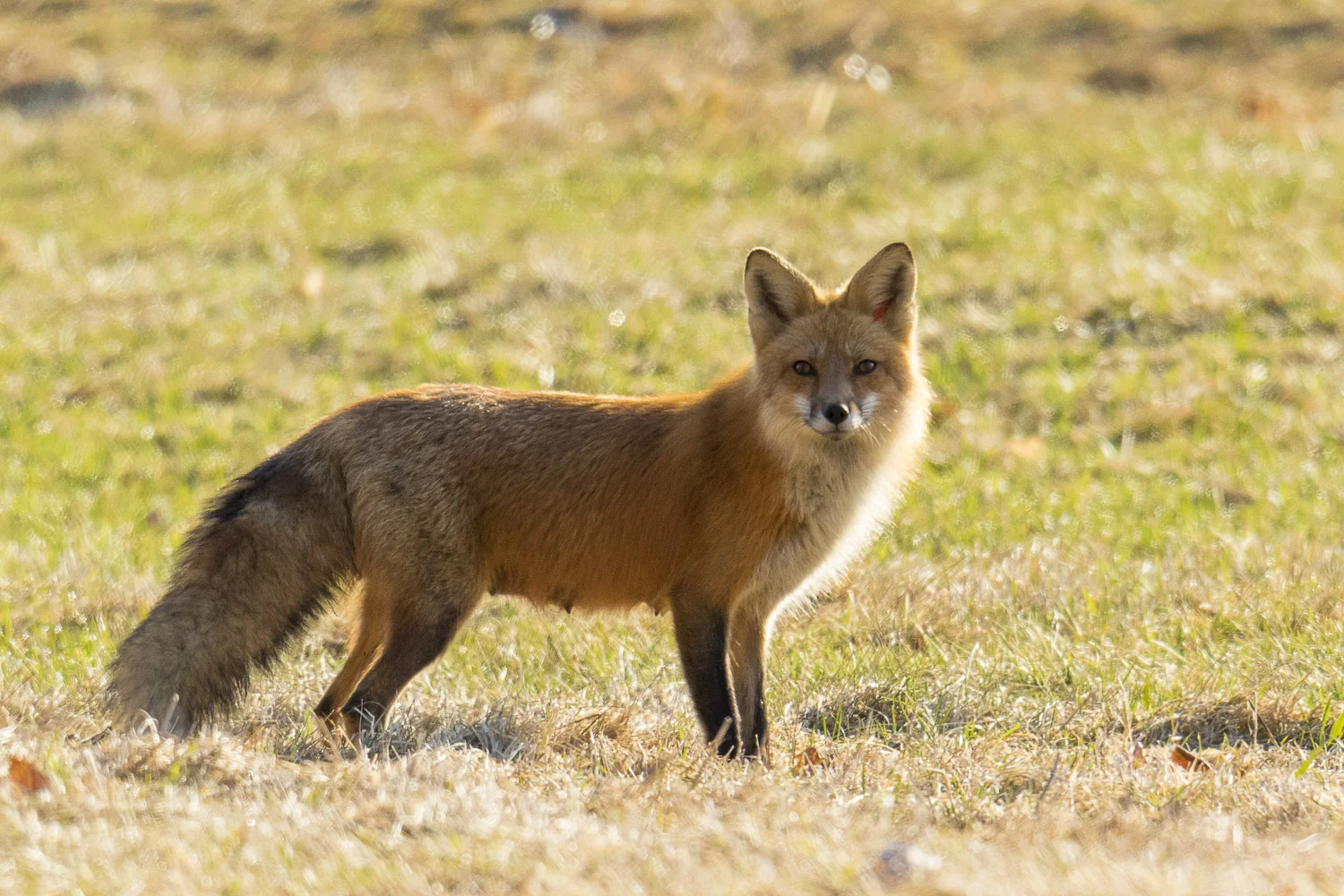 Renard-9712.jpg
