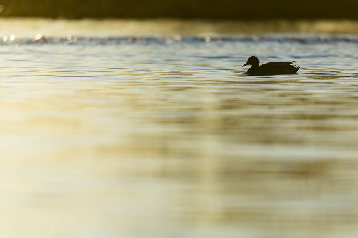 Nature-Dumais photo-Wildlife-2274.jpg