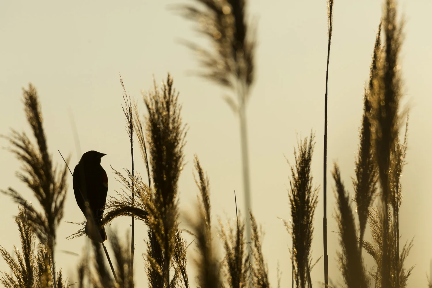 Nature-Dumais photo-Wildlife-2391.jpg