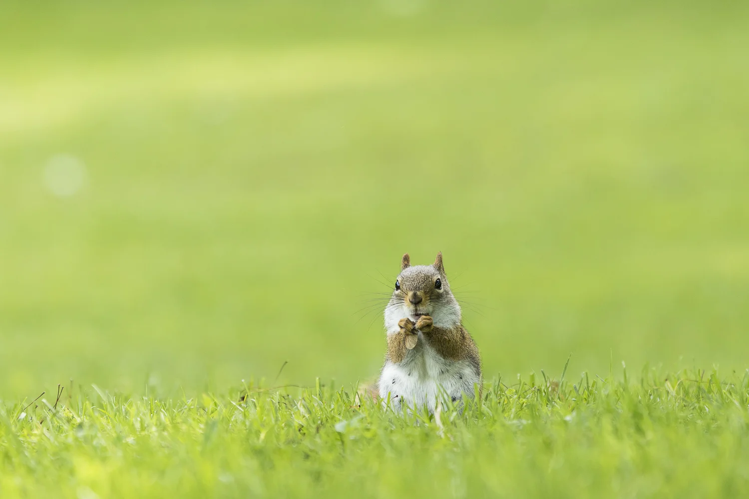 Nature-Dumais photo-Wildlife-6148.jpg