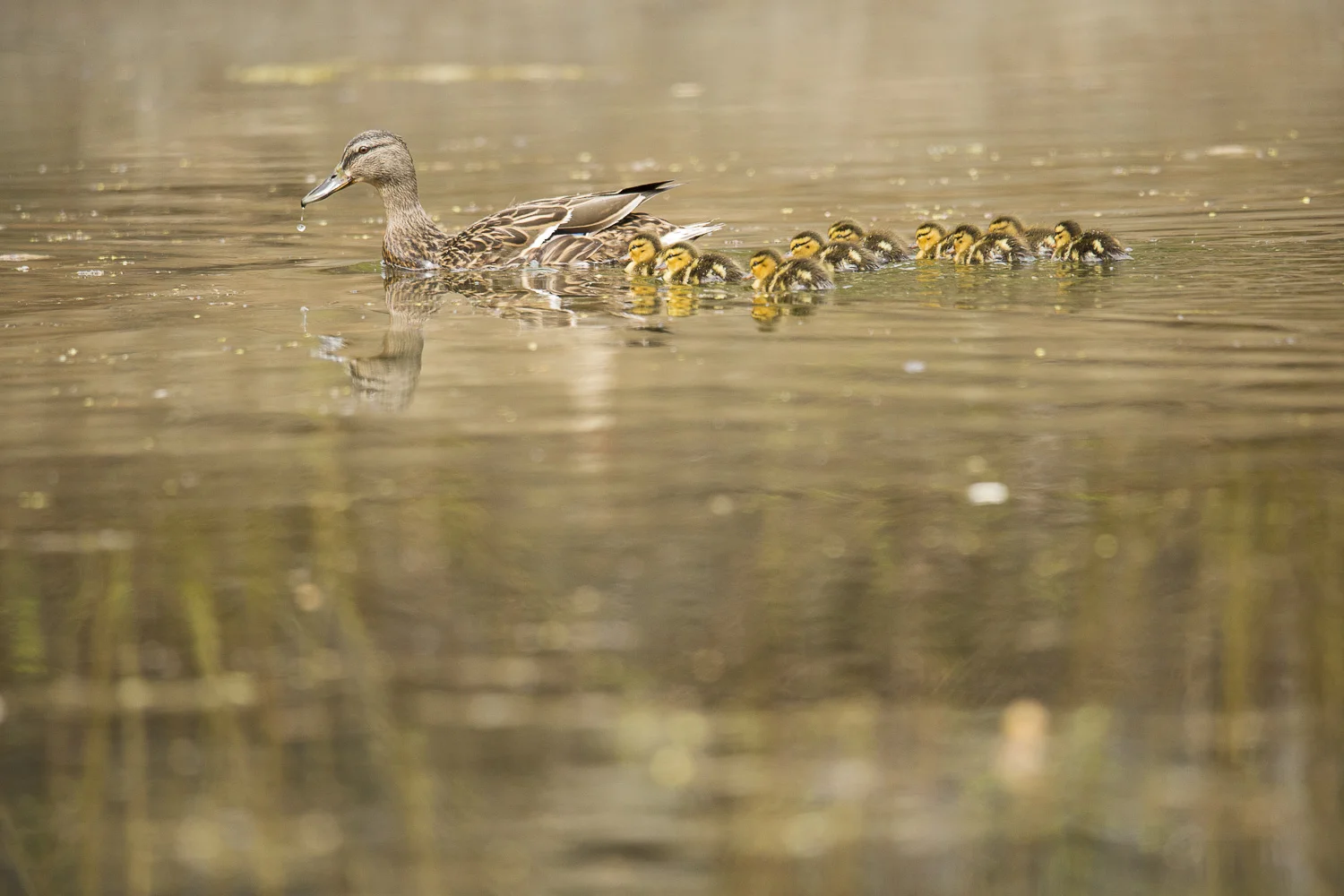 Nature-Dumais photo-Wildlife-9590.jpg
