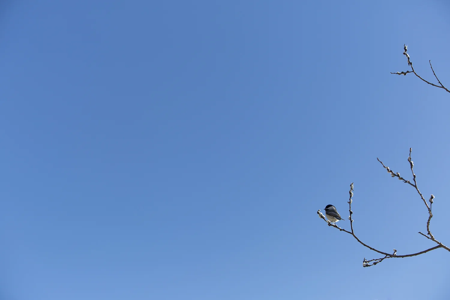 Nature-Dumais photo-Wildlife-9743.jpg