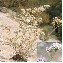 Douglas' dusty-maiden Chaenactis douglasii