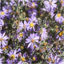 Hoary tansyaster Machaeranthera canescens