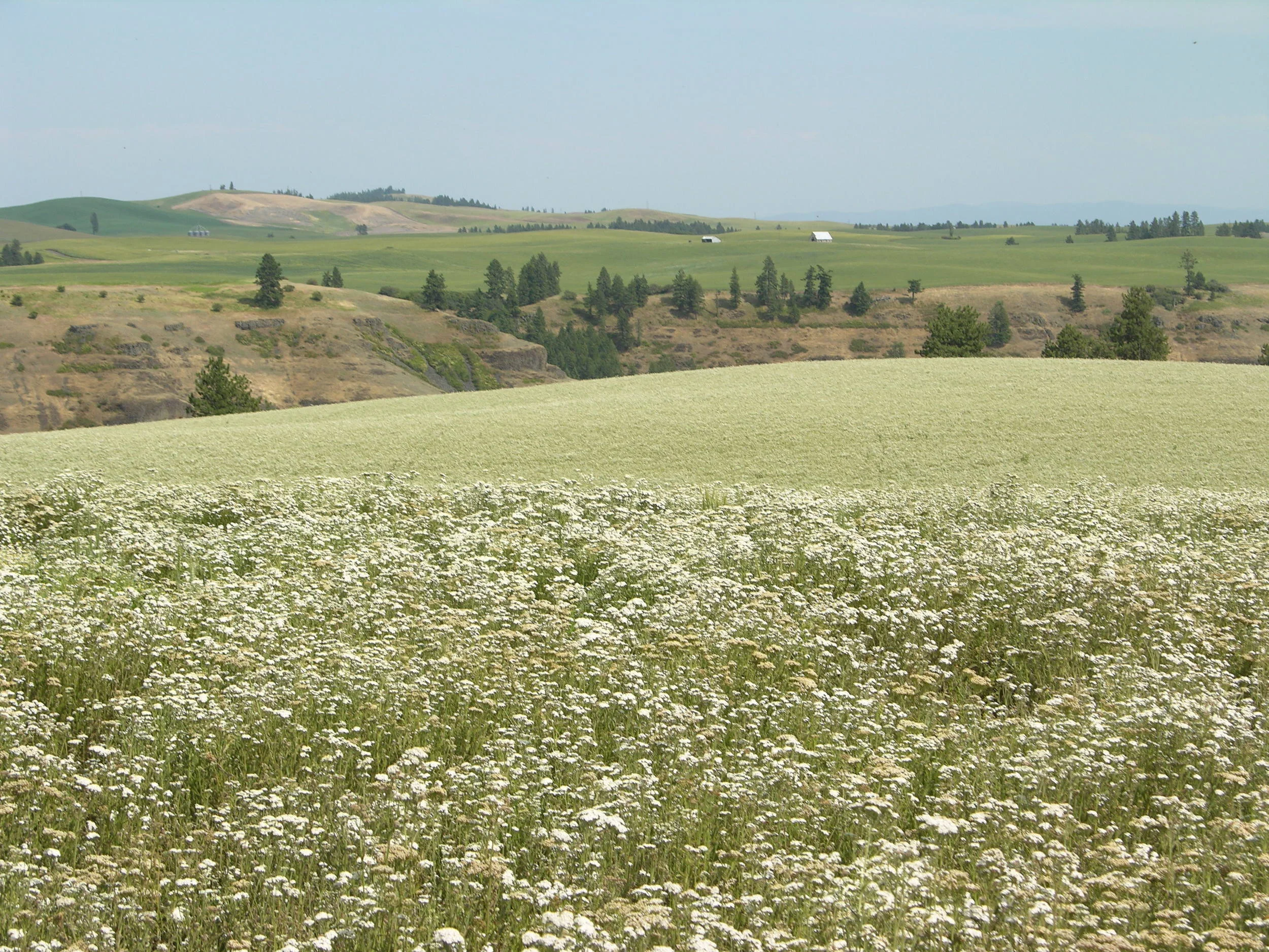 Yarrow, Clearwater Seed - 4732 .jpg
