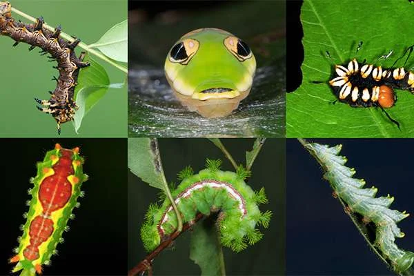 Not only do native plants do a better job of hosting and supporting local insect communities than their non-native counterparts, but a UD study shows that non-native plants are compounding the problem of declining species diversity by supporting fewer herbivores across landscapes.