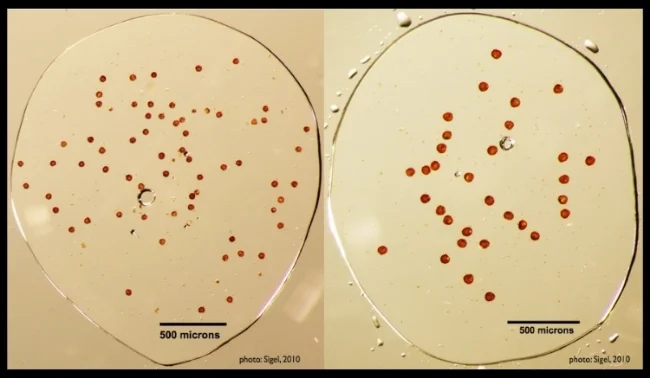The number of spores per sporangium and spore size vary with mode of reproduction and ploidy, respectively. Sexual diploid plants produce 64 small spores per sporangium (left image). Apomictic plants produce 32 relatively larger (unreduced) spores per sporangium (right image). 