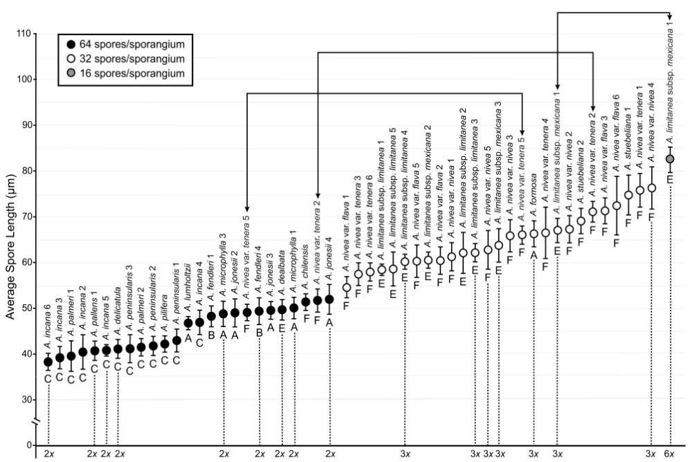 Average spore lengths for specimens of Argyrochosma ; error bars indicate one standard deviation. Symbol shading depicts the number of spores per sporangium (see inset legend). Lines beginning and ending in arrows indicate specimens observed to have two sporangia types, each with a different number of spores per sporangium. The letter below each data point corresponds to a major monophyletic clade within Argyrochosma . Sporophyte ploidy is indicated for documented chromosome count vouchers. Image from Sigel et al. 2011, Systematic Botany. 