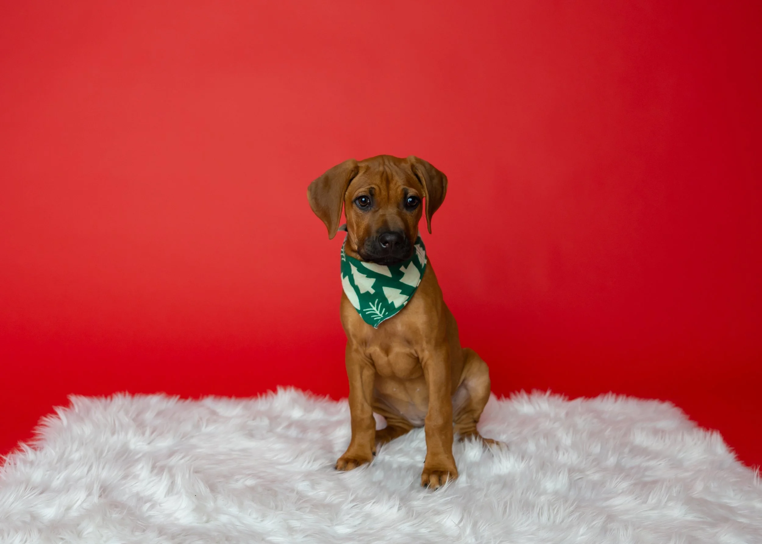 Oster Puppy Session-24.jpg