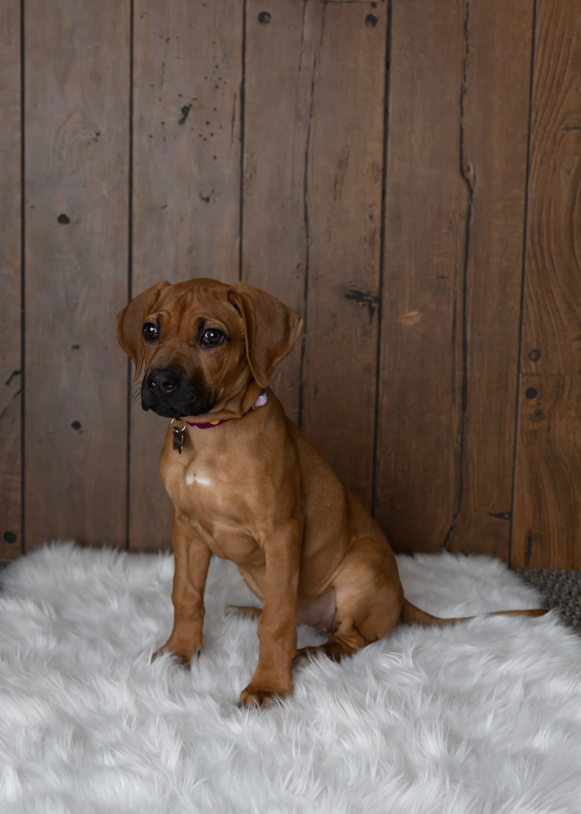 Oster Puppy Session-4.jpg