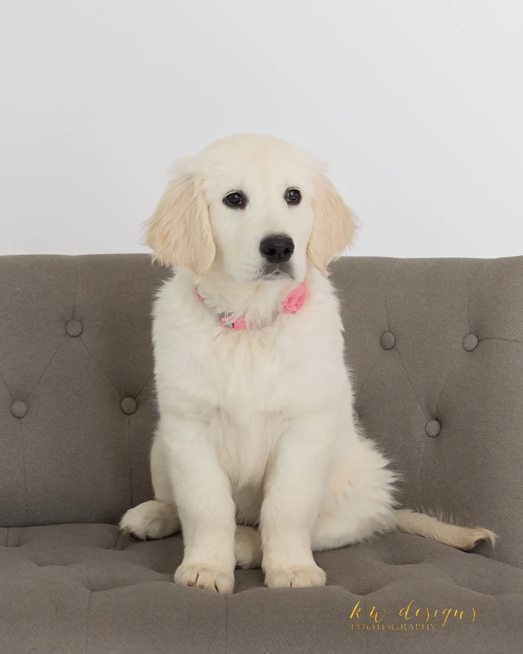 Luna Puppy-4.jpg