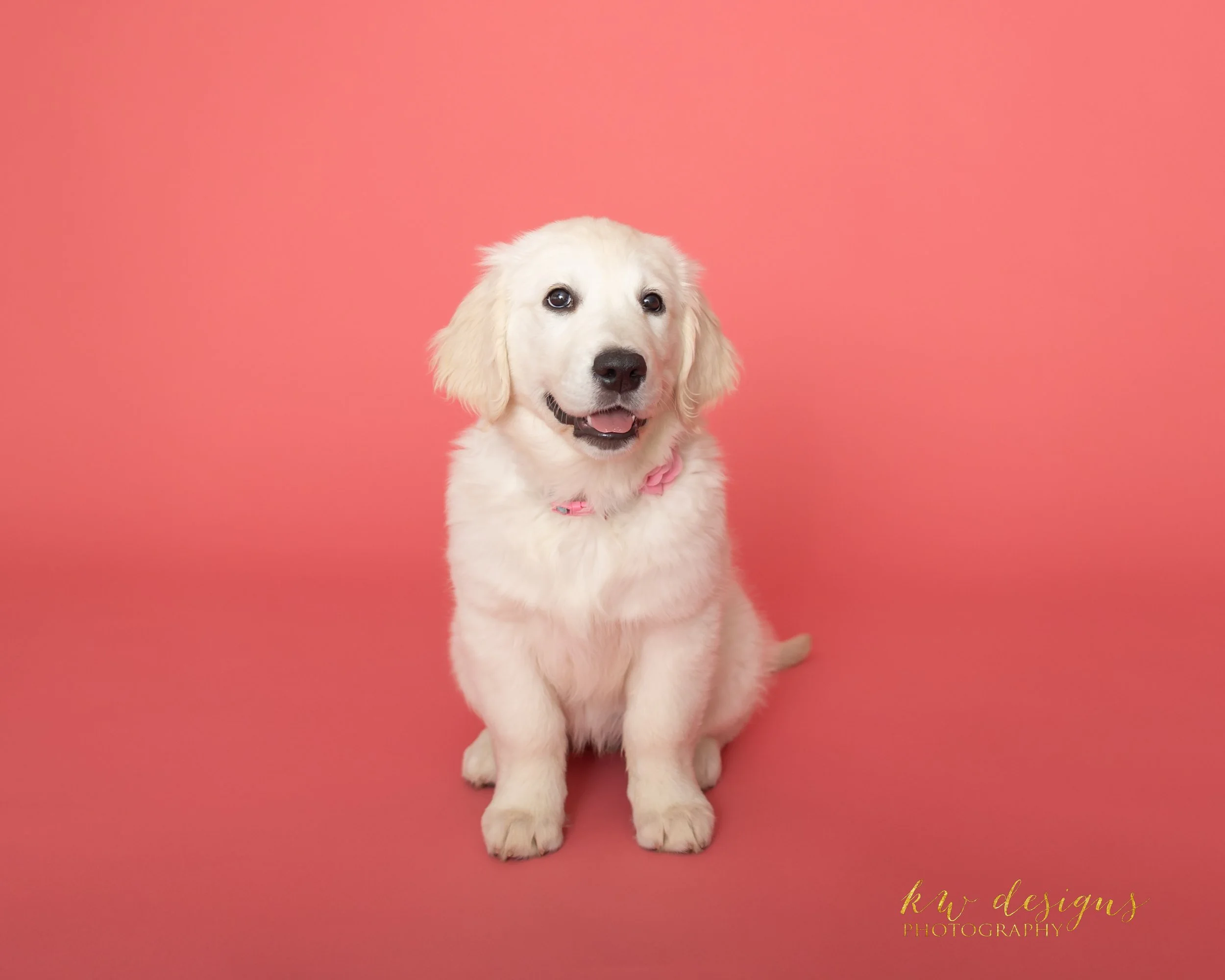 Luna Puppy-12.jpg