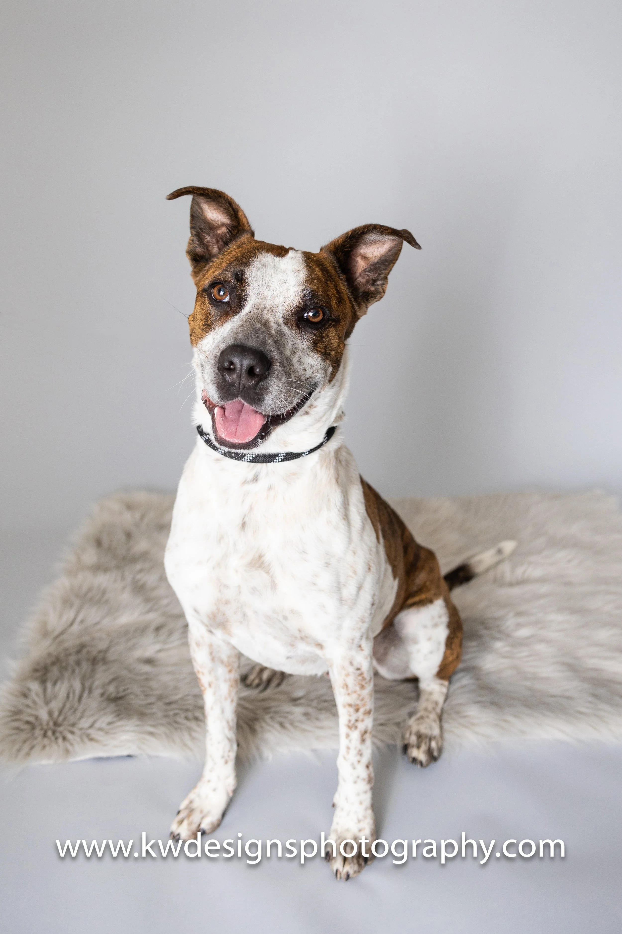Foster Dog 1-3.jpg