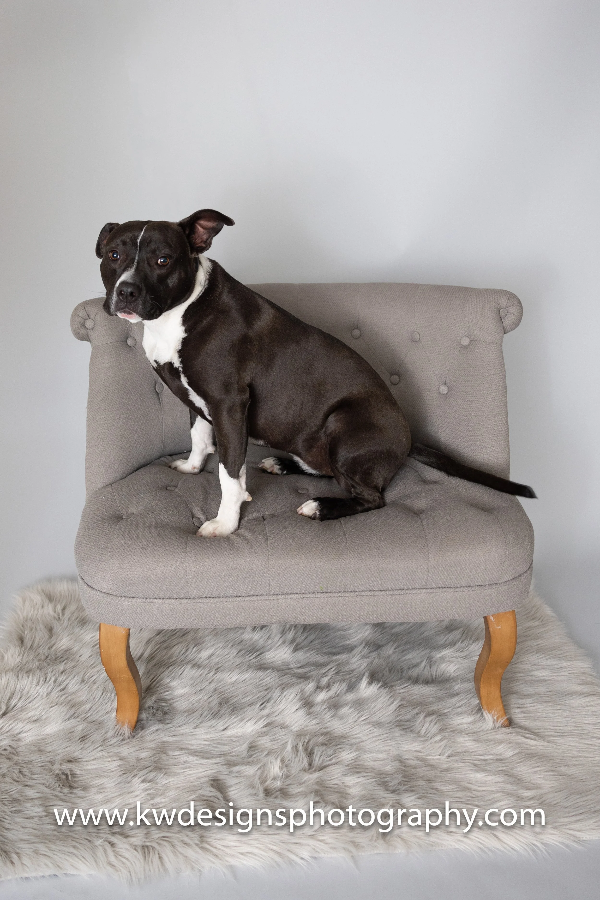 Foster Dog 2-5.jpg