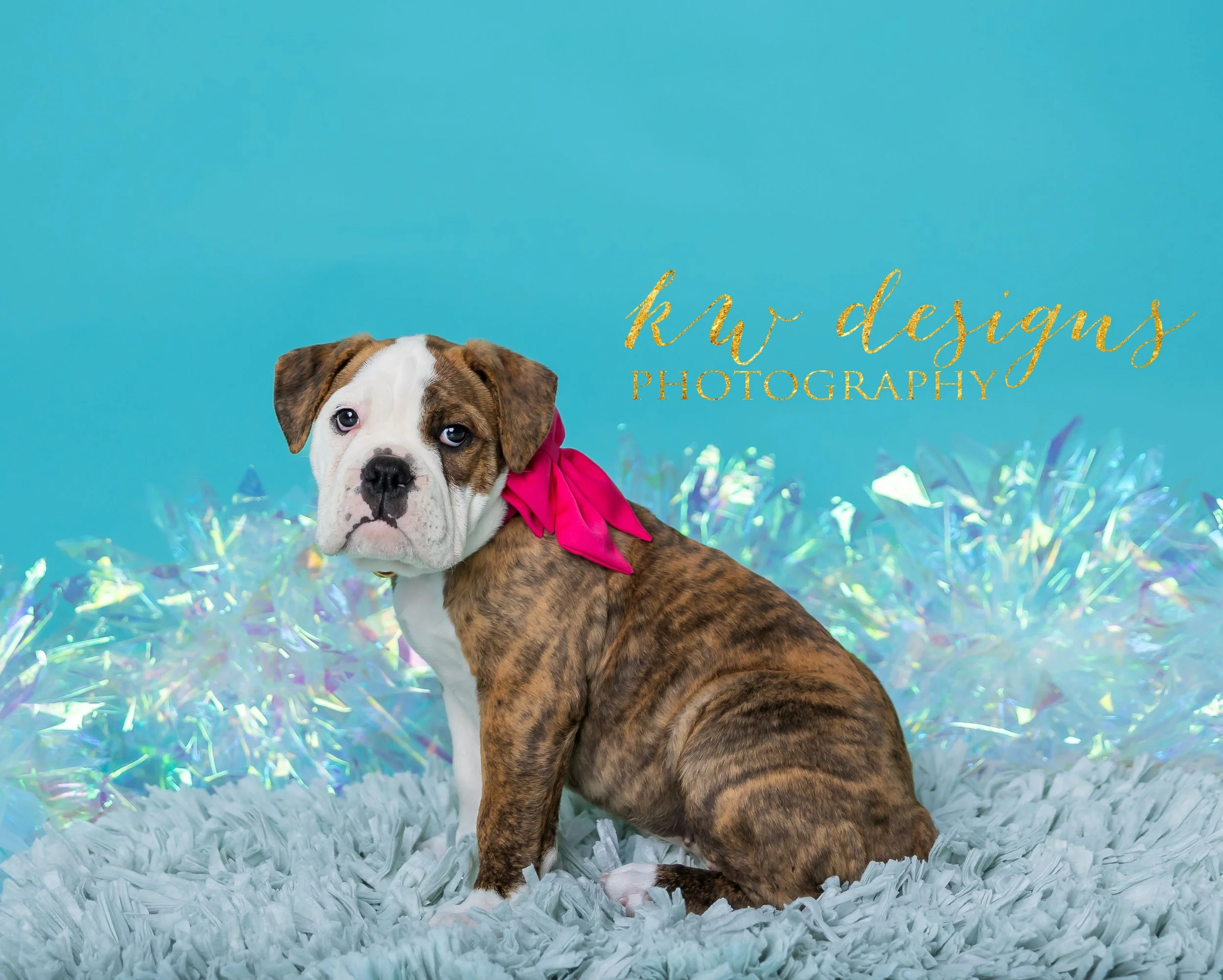 LOGO Marge the Bulldoggie-9.JPG