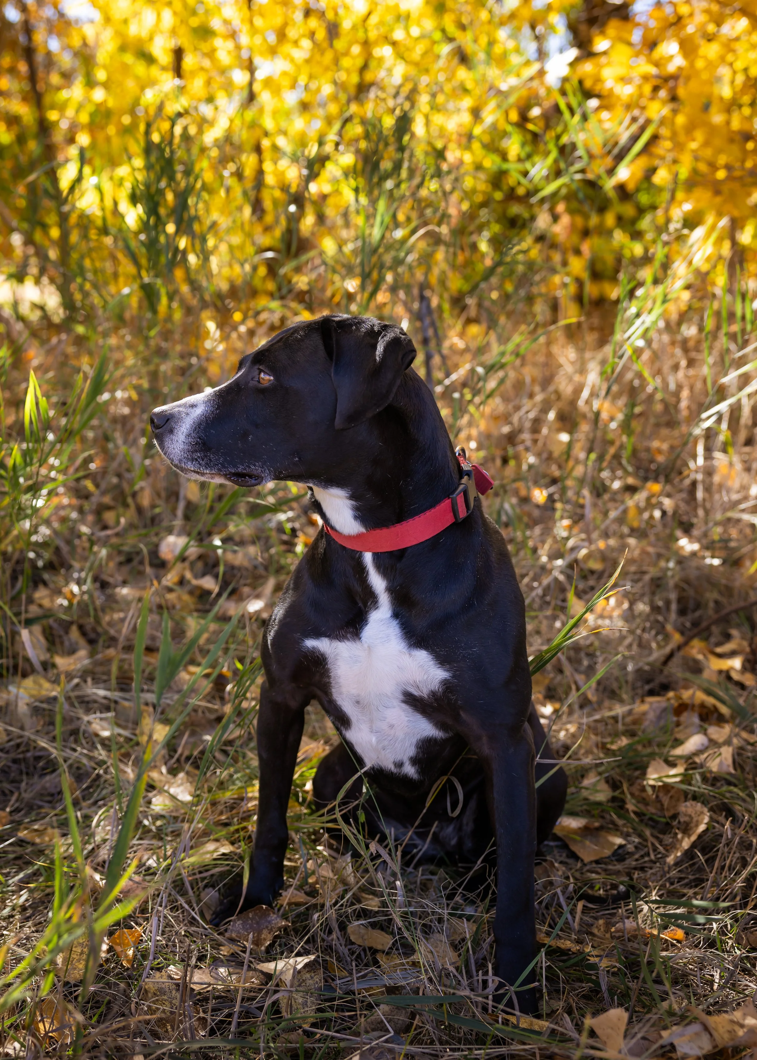 Morgan Family Fall Pics-11.jpg