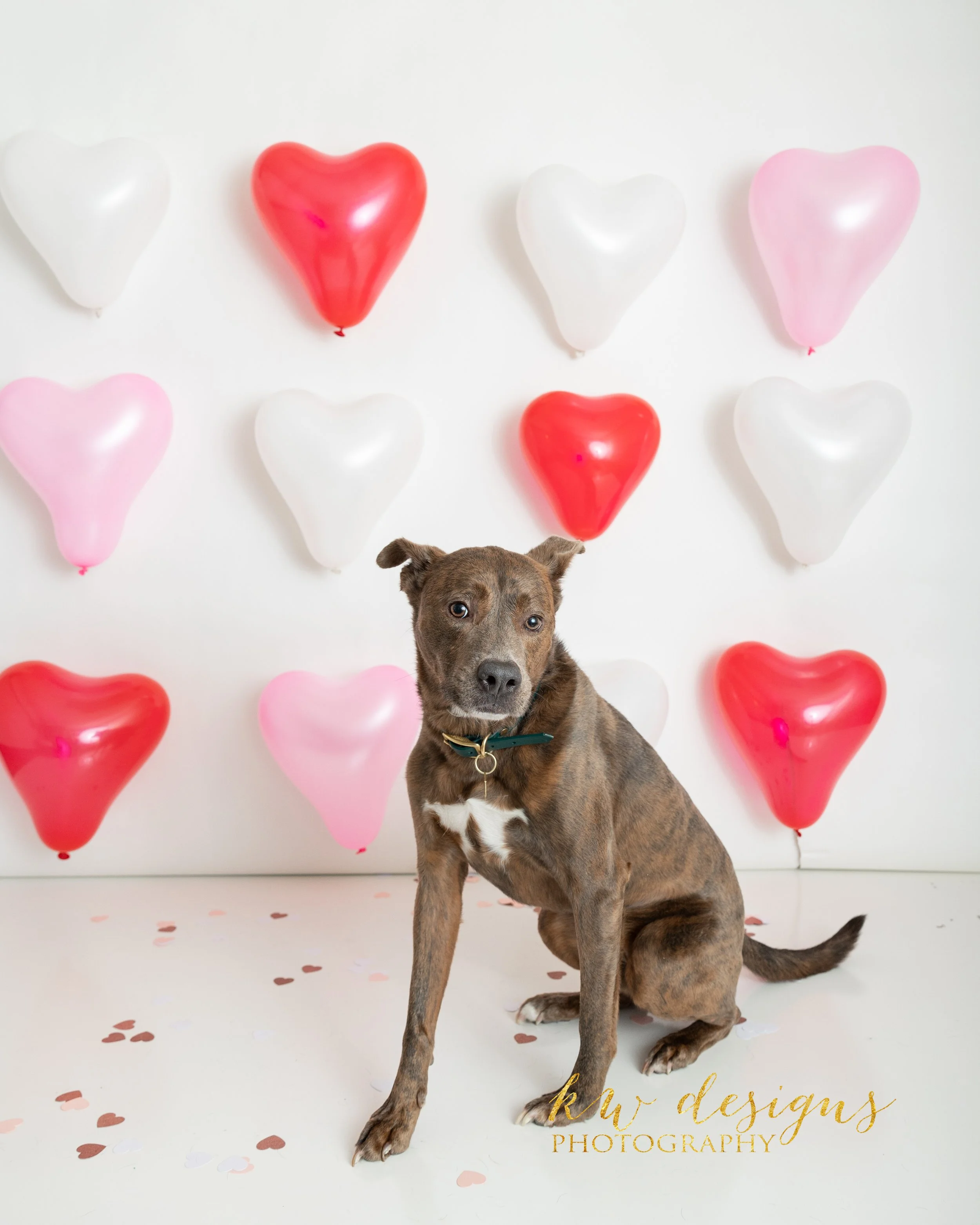 Valentines Minis Dogs LOGO-4.jpg