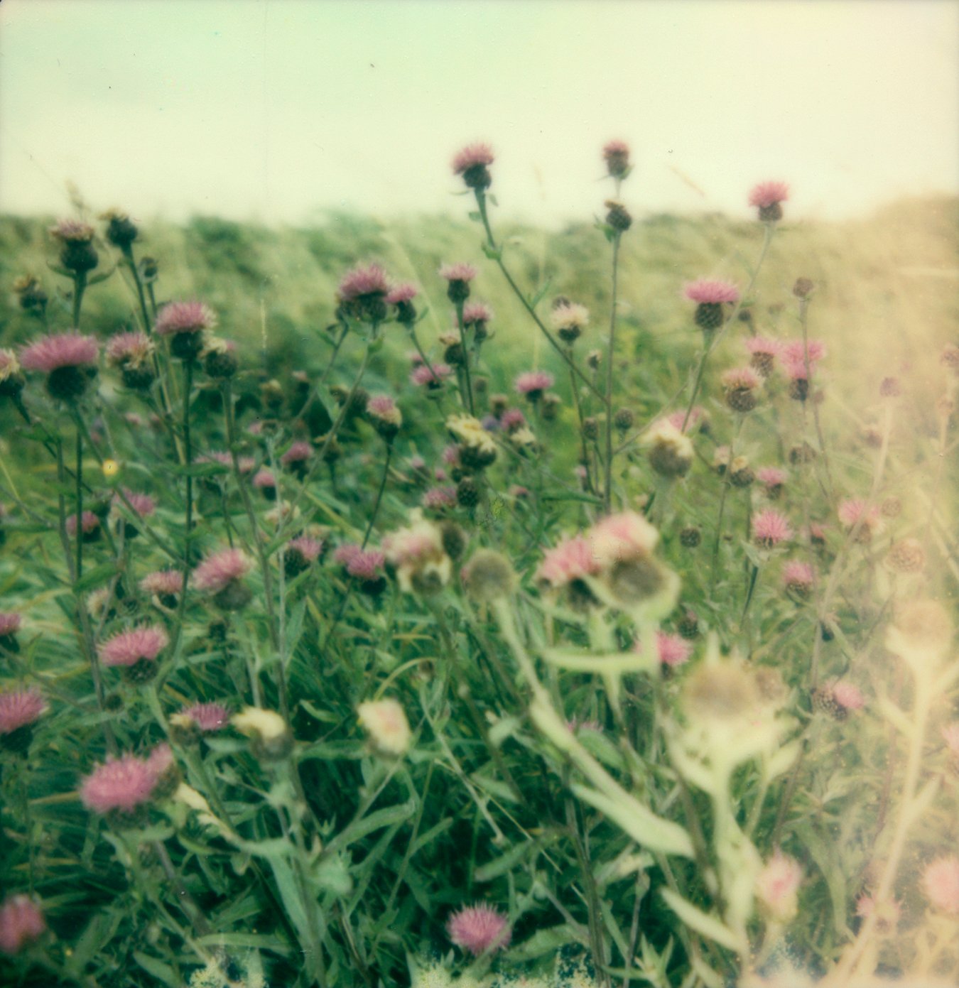 polaroid2.jpg