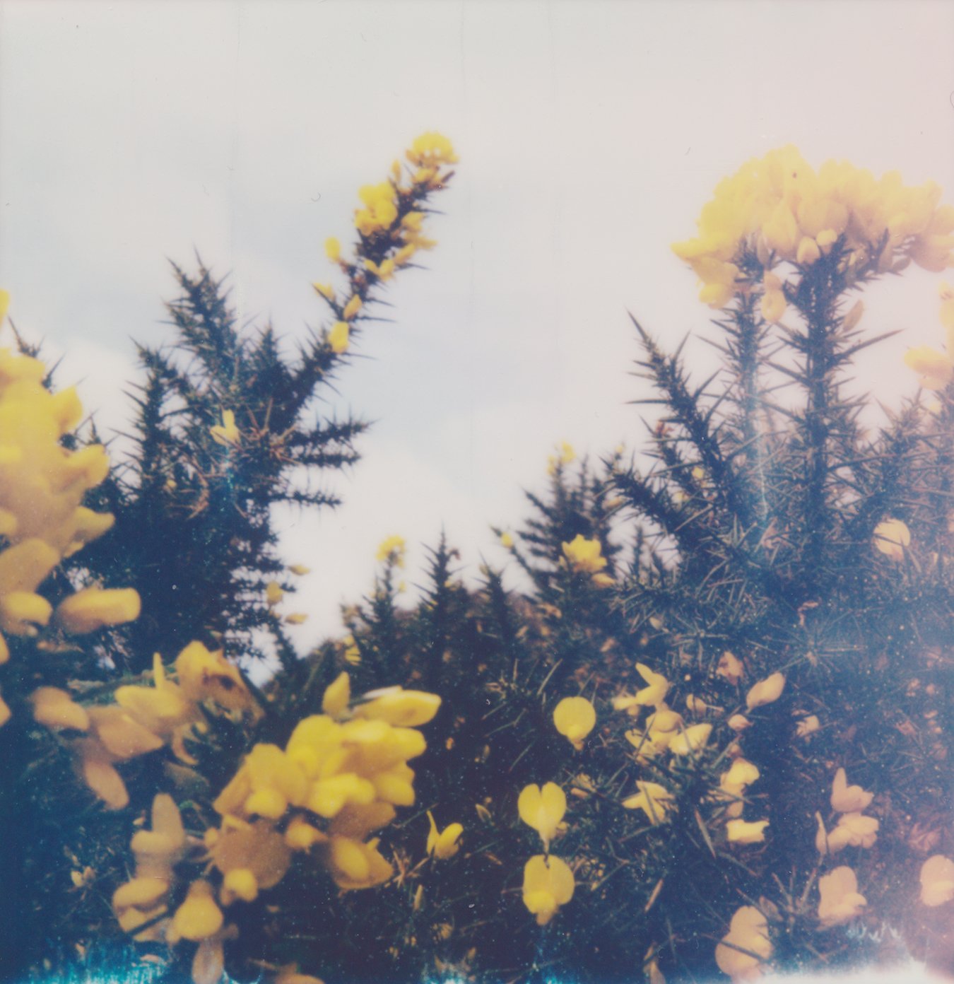 rc_polaroid.jpg