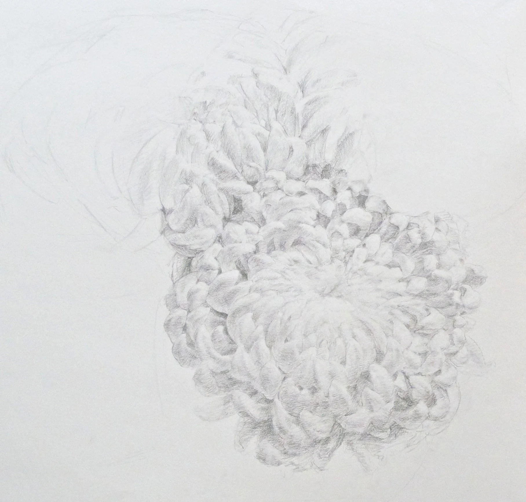 Chrysanthemum Study