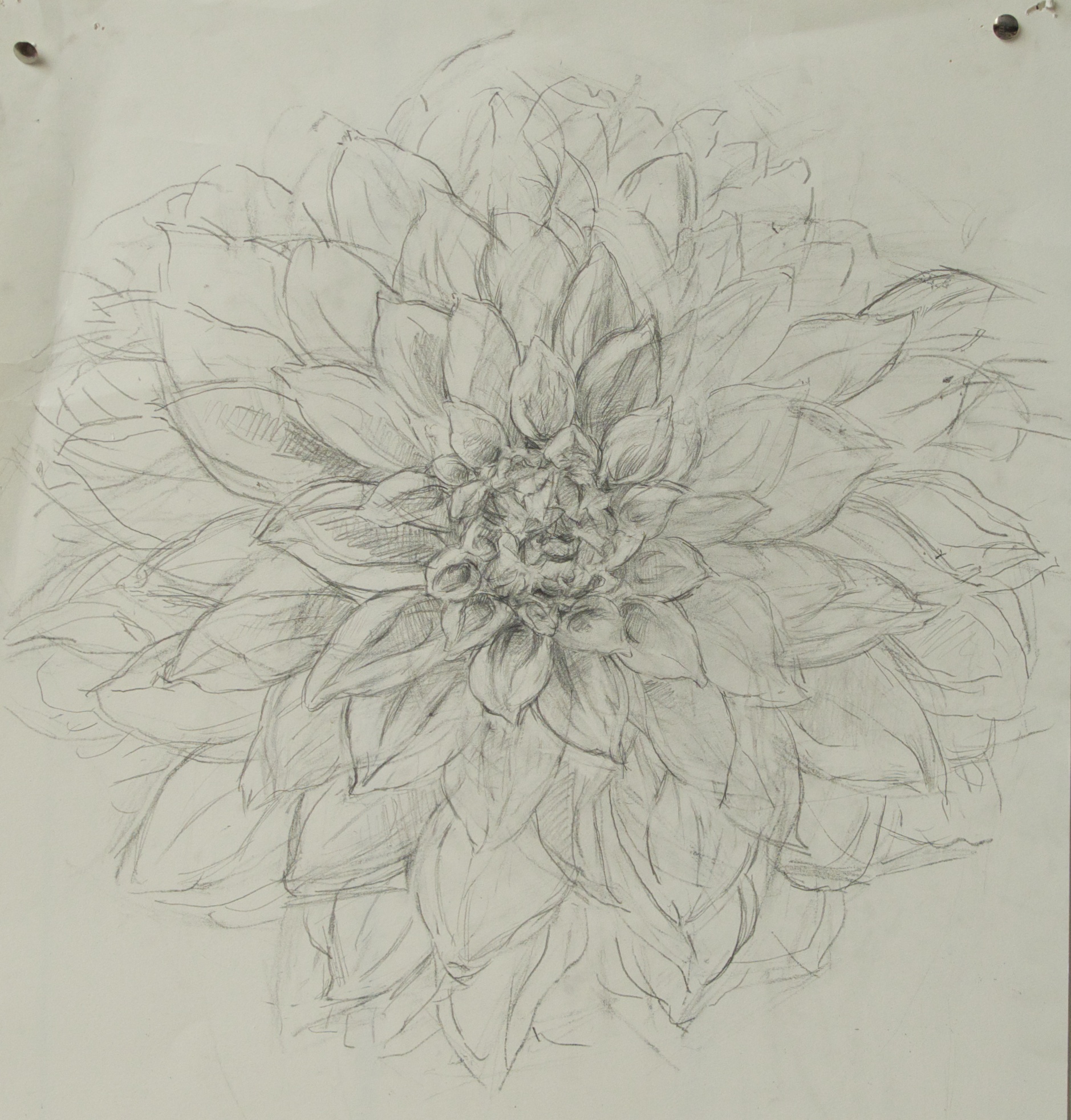 Dahlia Study (Cafe Au Lait)