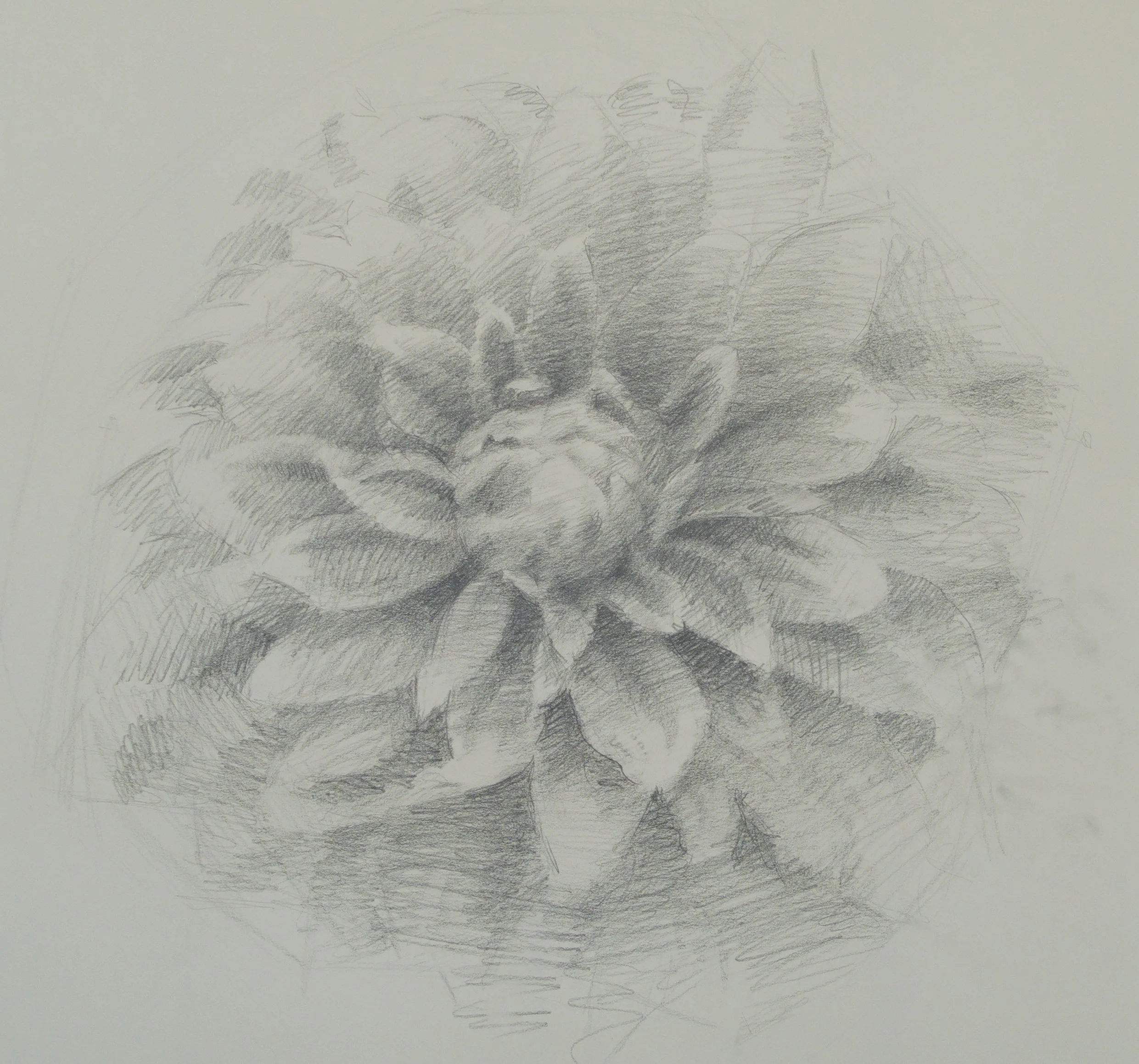 Dahlia Study (Karma Yin-Yang)