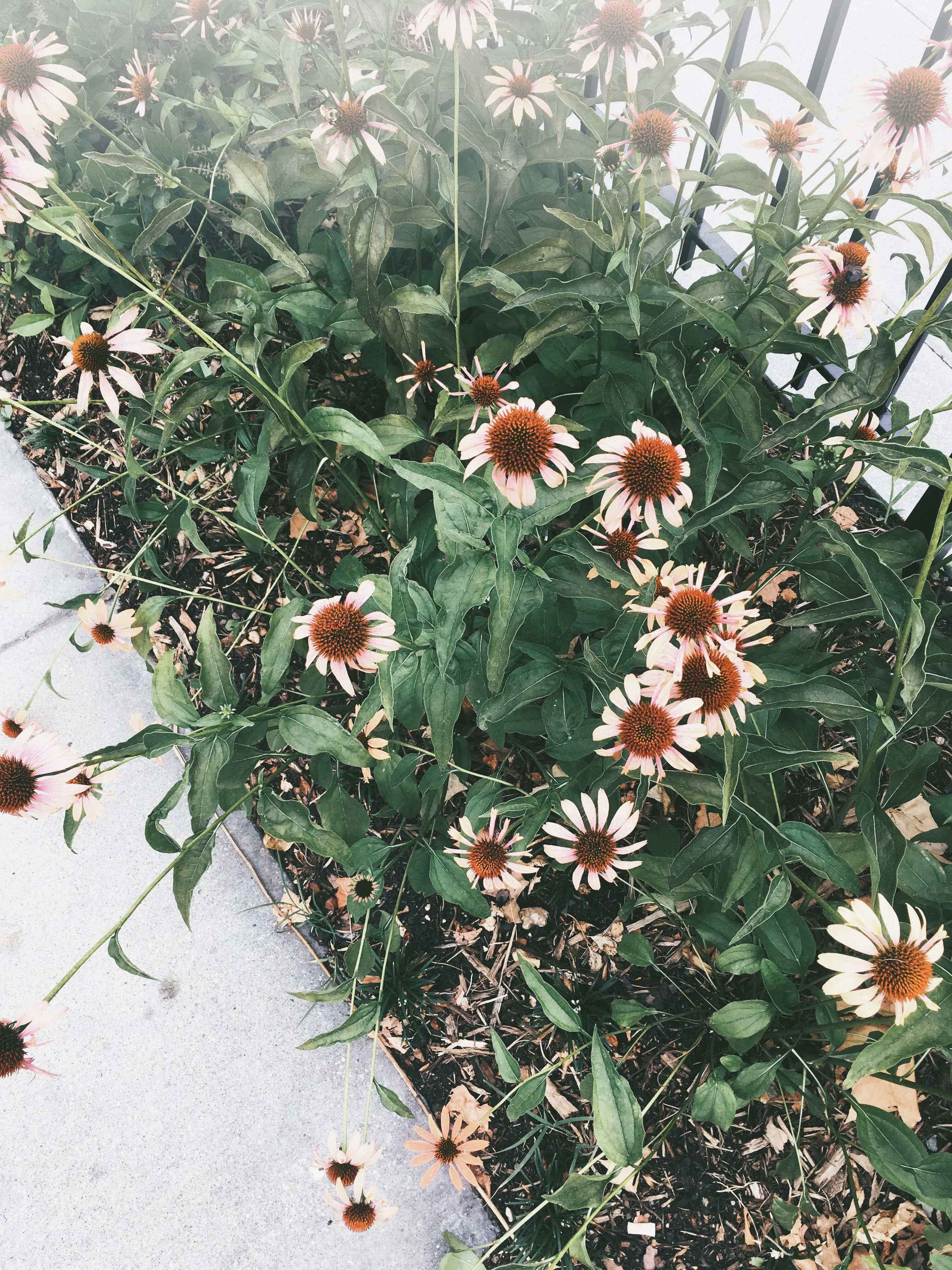 west-village-flowers.jpg